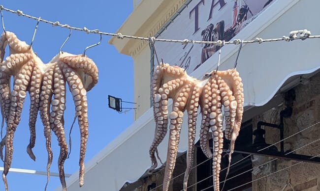 Octopus drying on a line