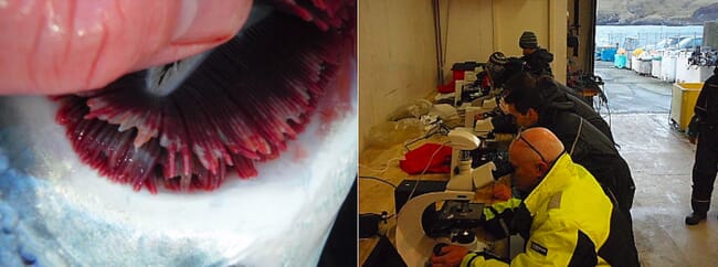 Left to Right: Fish gills under microscope, workshop participants using microscopes.