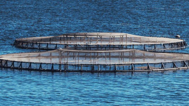 Caneta para peixes marinhos