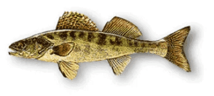 Diagram of pike-perch fish