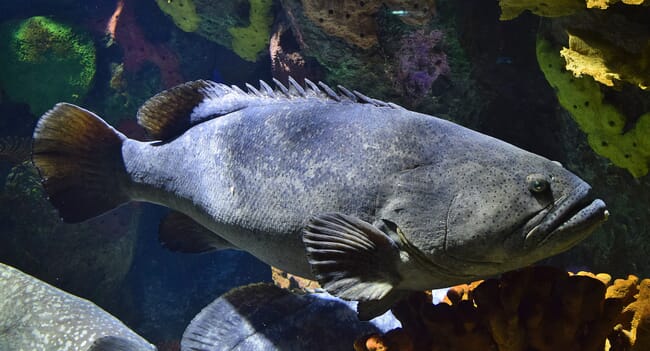 Queensland giant grouper.