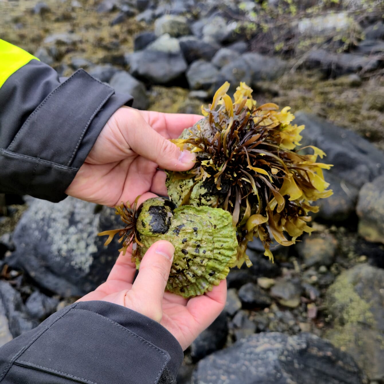 A person holding a native European oyster on the shore.