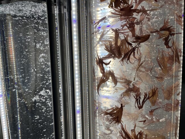 A photo of red seaweed in a photobioreactor at a conference.