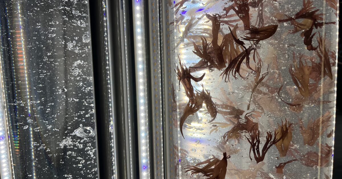 Europe opens €1.8M call for seaweed startups and SMEs