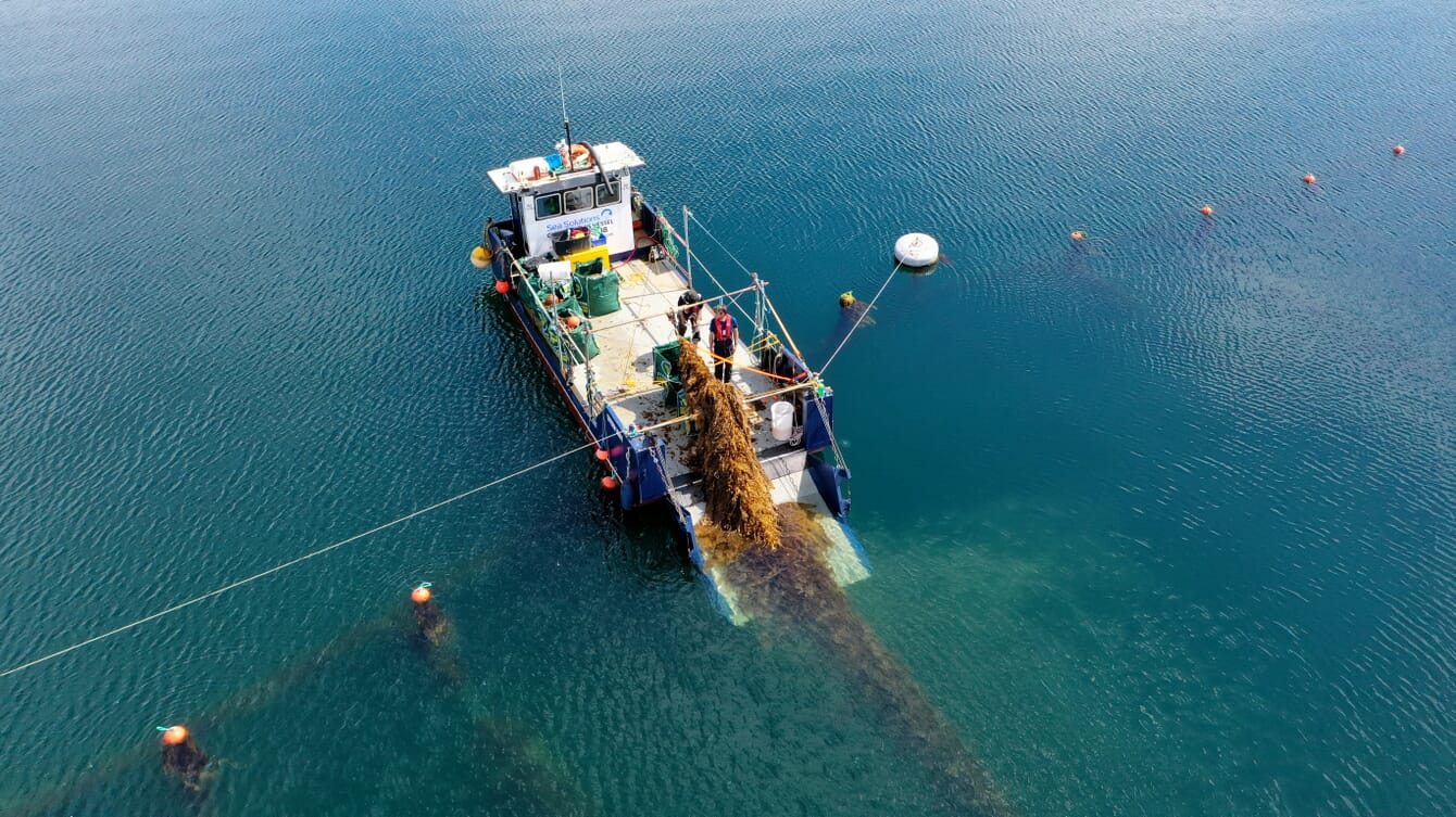 linhas de algas marinhas sendo içadas para um barco