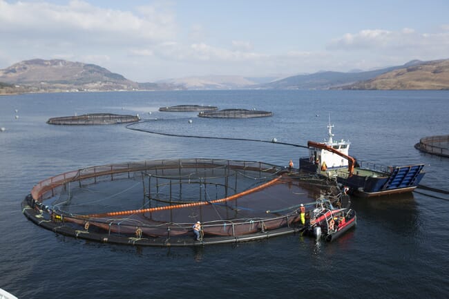 Fish farm pens and workers