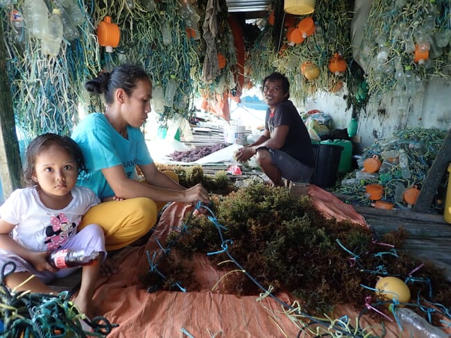 A family of farmers harvesting seaweed.