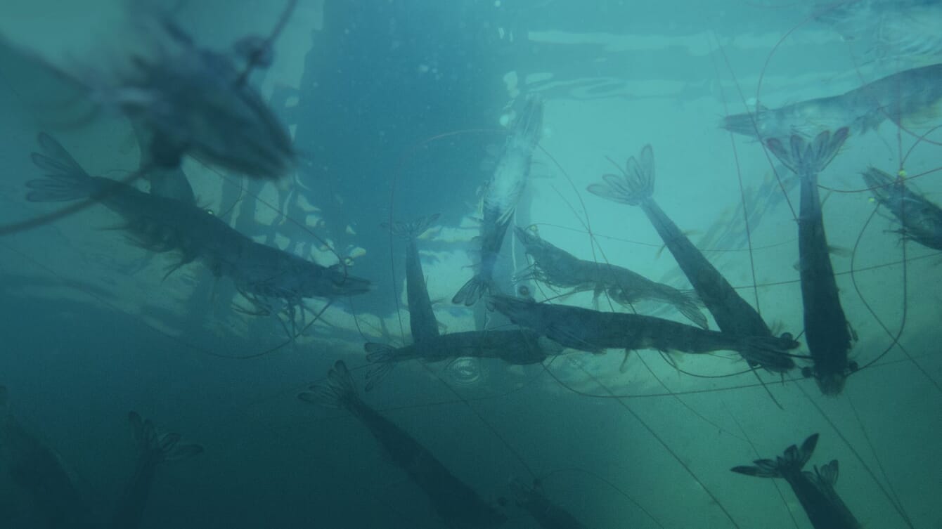 A farm technitian holding a healthy shrimp.