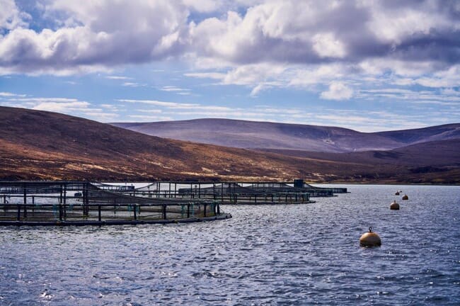 Currais de peixes na Escócia.