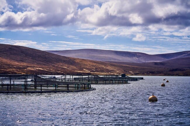 Fish pens in Scotland.