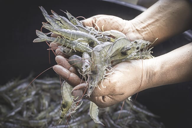 person holding farmed shrimp