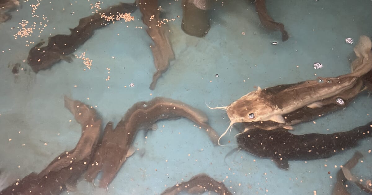 Raising investment for Europe's largest catfish farm