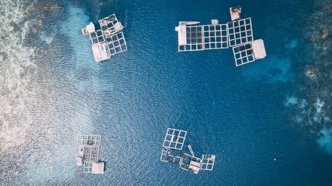 aerial view of a fish farm