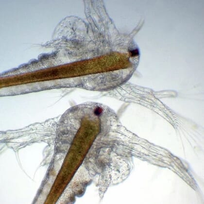 Imagem de microscópio de duas Artemia.
