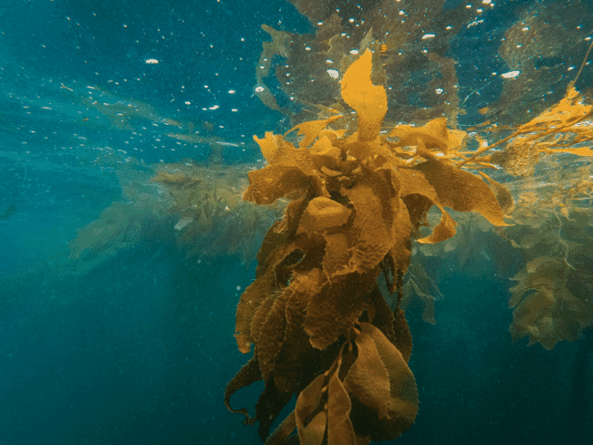 Alga marinha debaixo d'água no oceano