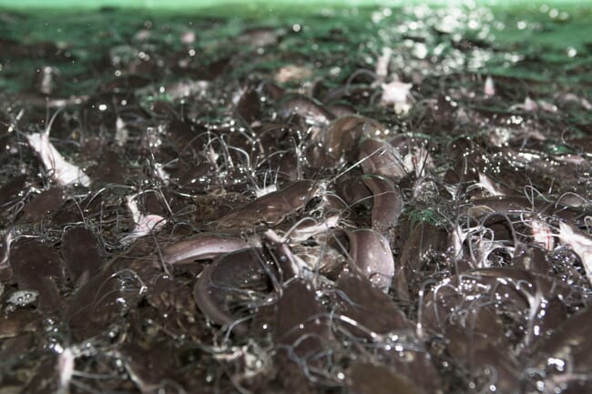 Mass of catfish in a tank