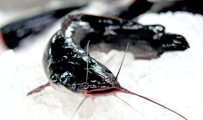Dead catfish on ice