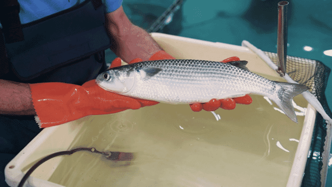 person holding a grey mullet