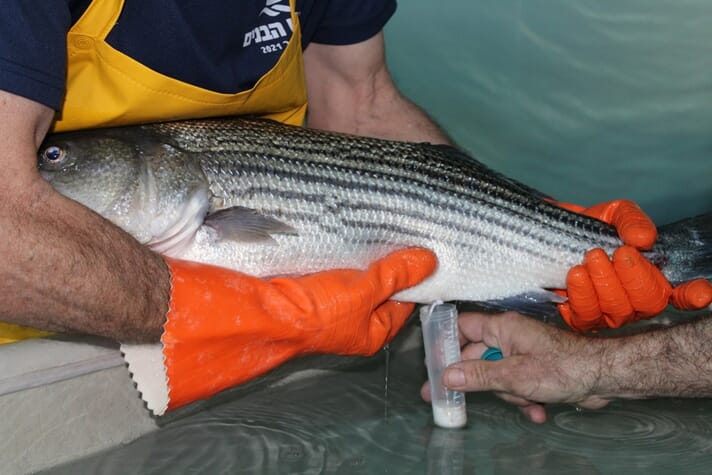 Extracting sperm from a hybrid striped bass (HSB)