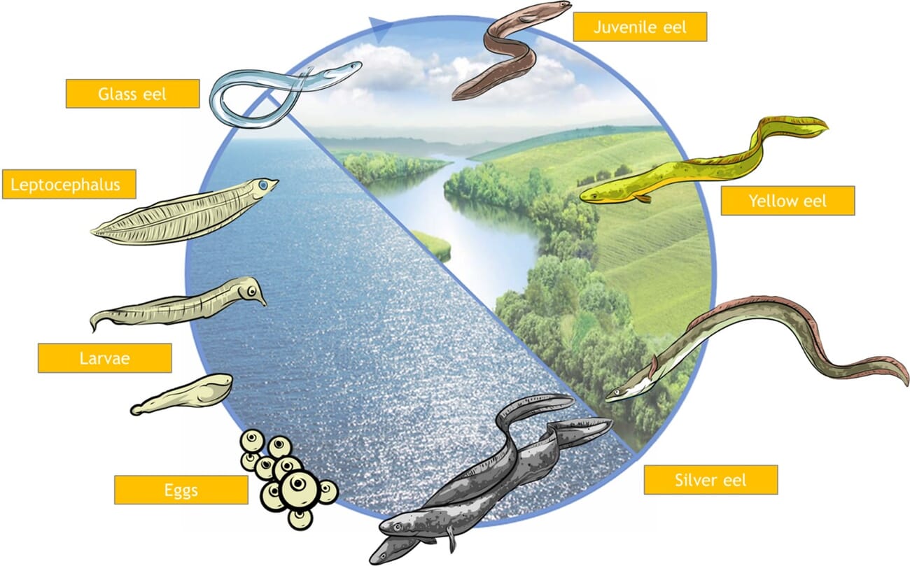 Recent steps towards closing the life cycle of European eel | The Fish Site