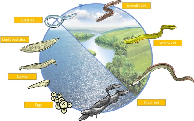 Ilustración del ciclo vital de la anguila