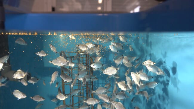 A lot of wild fish being fed inside a tank before release into the wild.
