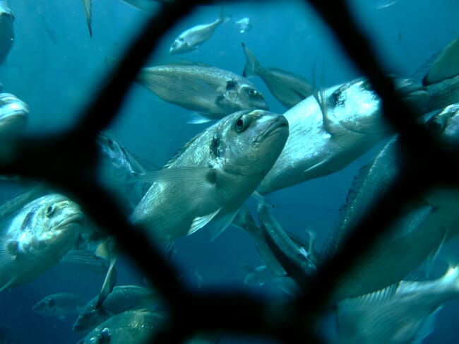 gilthead seabream swimming in a net