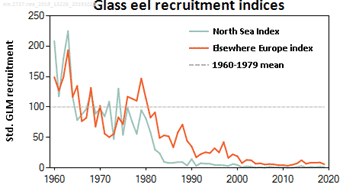 European eel recruitment, from 1960 to 2019. Data from 46 stations across (western) Europe were analysed; the common trend is expressed as an index, with the 1960-1979 mean representing 100%. Separate indices were calculated for the North Sea area and the rest of Europe (elsewhere)