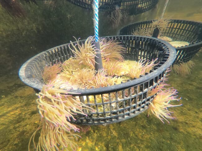 Restorative know your anemones | The Fish Site