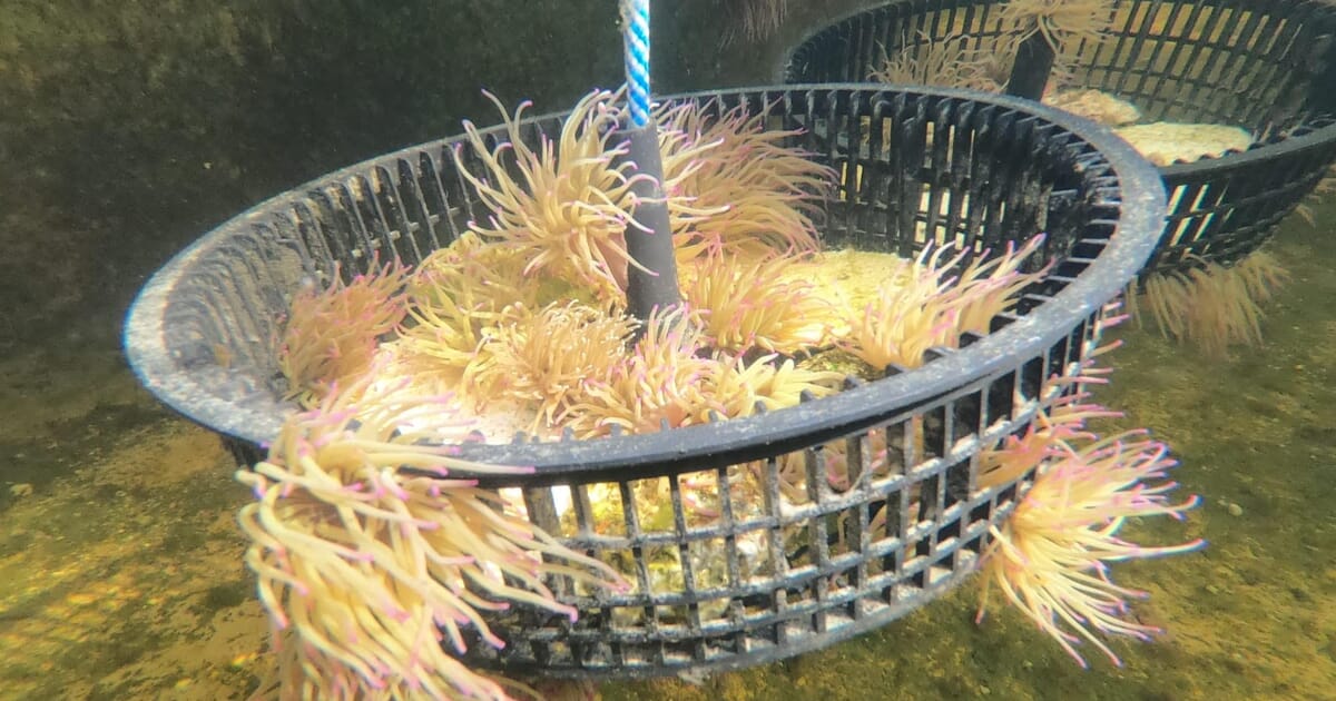 Restorative aquaculture: know your anemones | The Fish Site