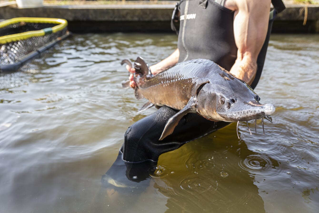 Pessoa em pé em águas rasas segurando um peixe