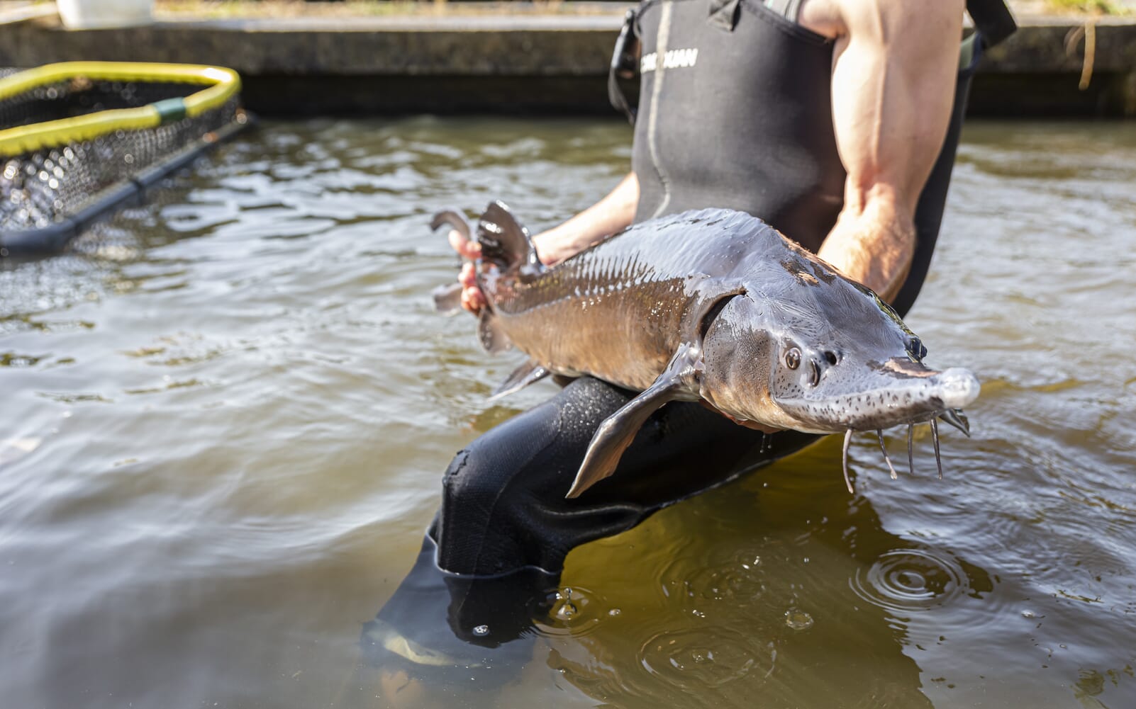 Cold water | All aquatic species predominantly farmed in cooler ...