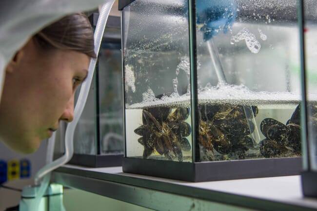 person looking at mussels in a tank