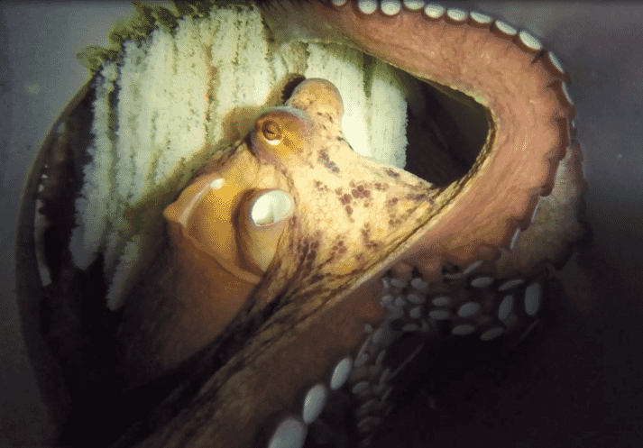 orange octopus in a tank