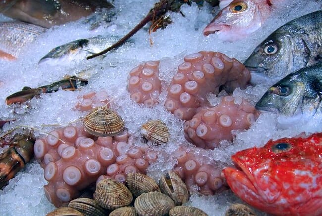 Octopus on ice