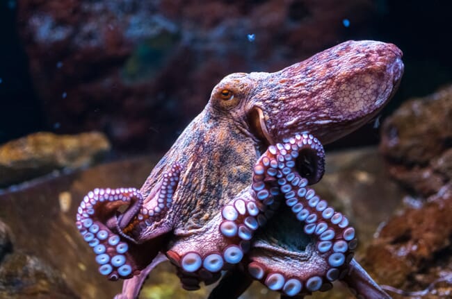 Pulpo bajo el agua