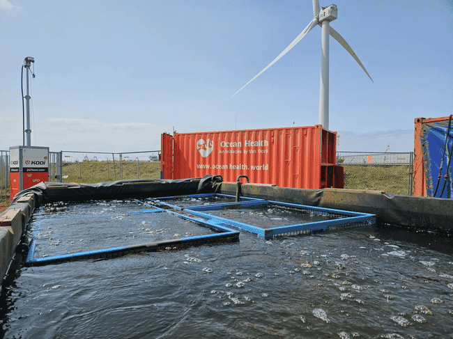 A picture of an oyster hatchery near some wind turbines in the Netherlands.