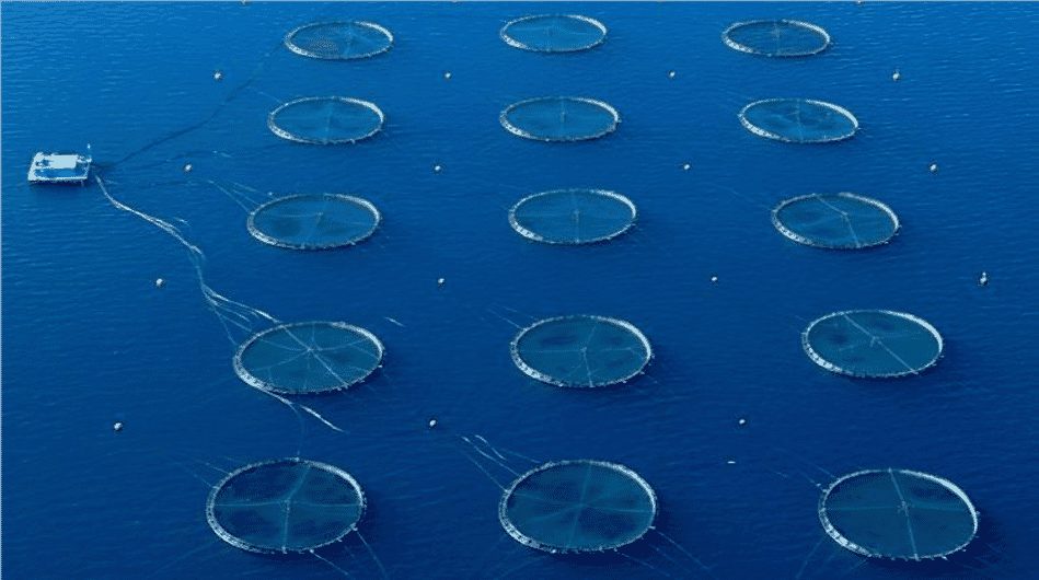 EU aquaculture production increases 11 percent in nine years | The Fish ...