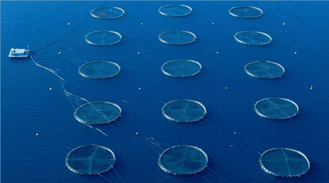 Fish farm in Turkey