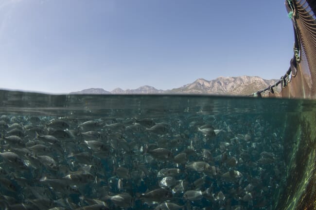 seabream pen under water