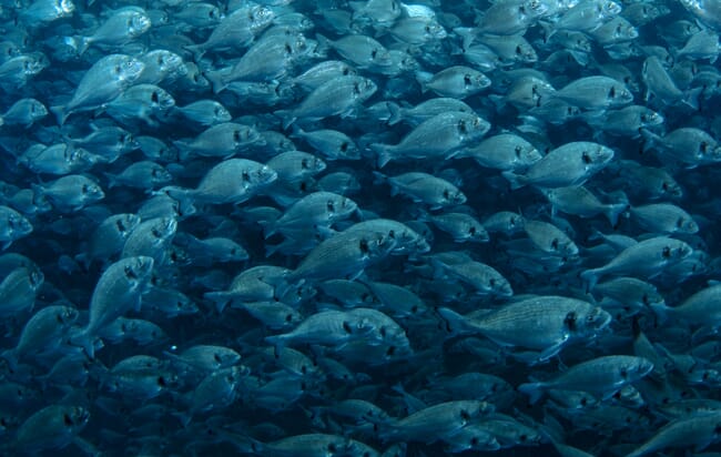 School of sea bream underwater