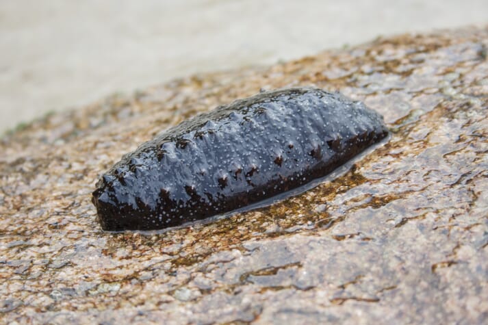 sea cucumber on a rock
