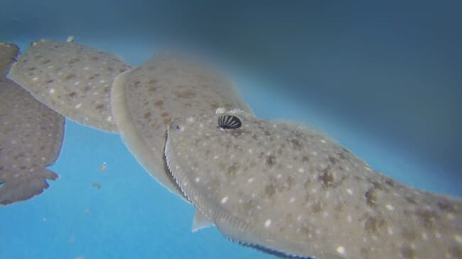 Sole swimming under water