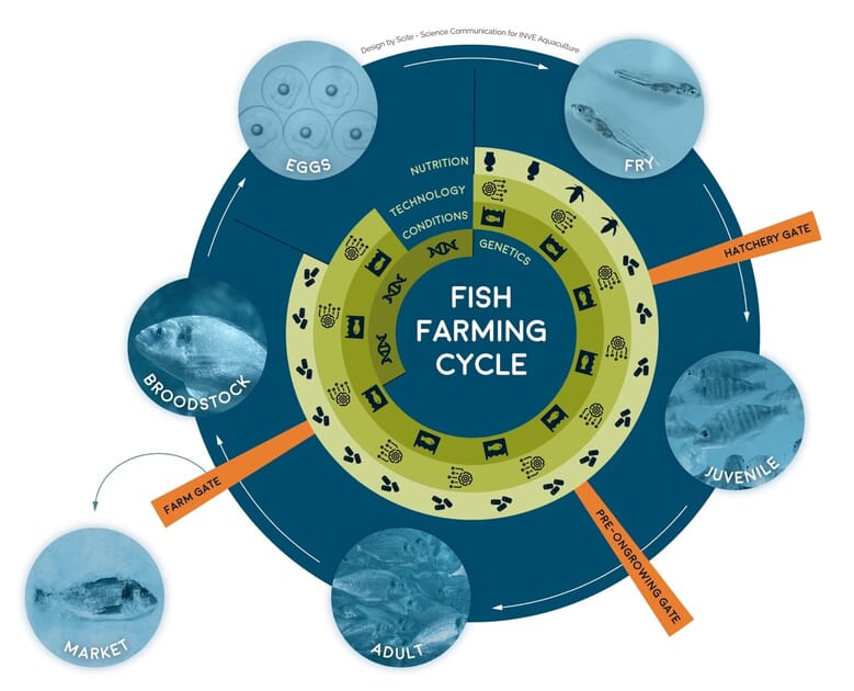 Why hatchery protocols are key to ensure fish achieve their growout