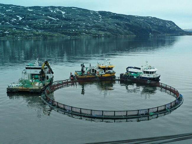 Trout farm in Russia