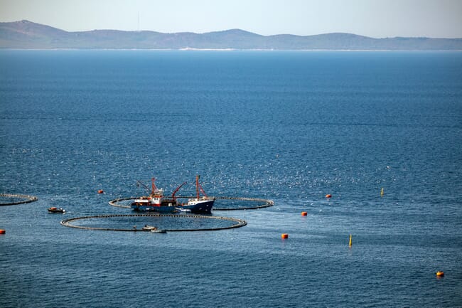 Buques pesqueros junto a grandes jaulas marinas