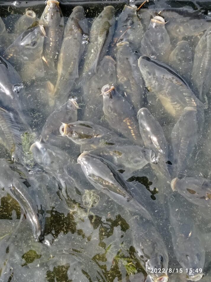 carp schooling at the water's surface