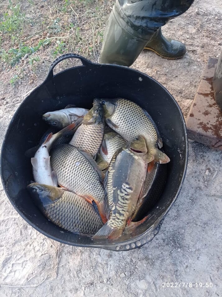 Common carp and mirror carp in a bucket