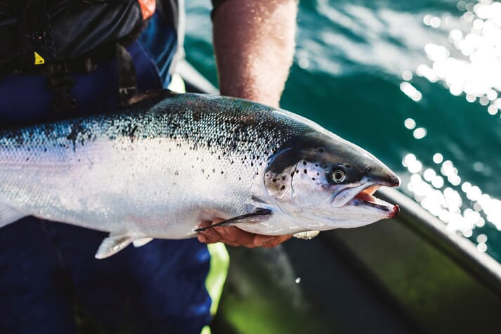 person holding an Atlantic salmon above the water