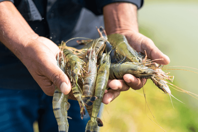 Person holding shrimp